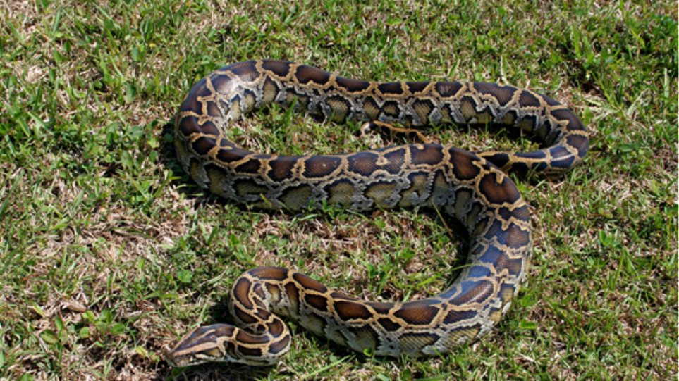 ΗΠΑ: Φόβοι για επιθέσεις από τεράστια φίδια – Σοκαριστικό περιστατικό στην Ινδονησία με πύθωνα