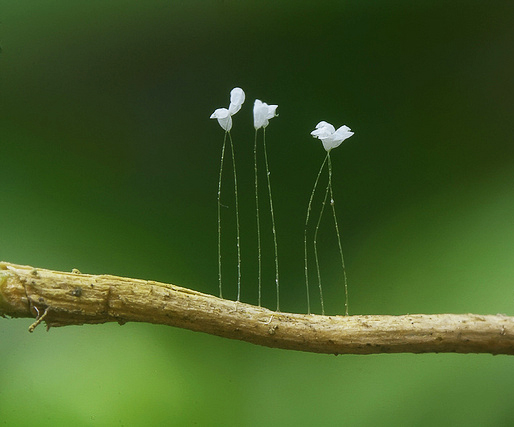 Udumbara: Το «τυχερό λουλούδι από τον ουρανό» που συνδέεται με διάφορους θρύλους