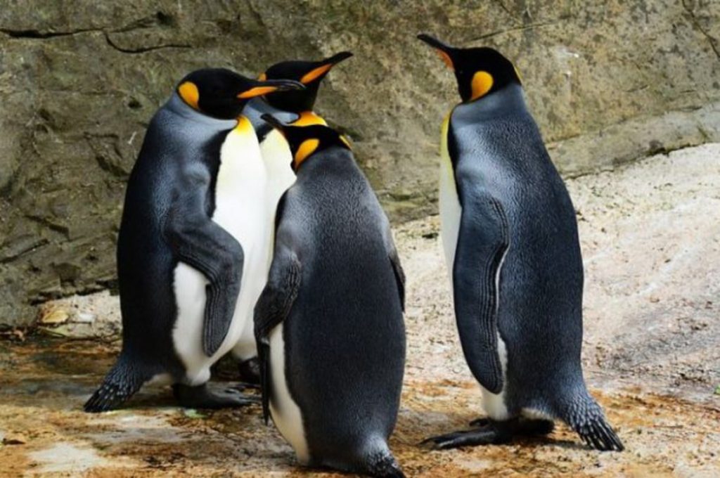 Μυστήριο με τους εκατοντάδες νεκρούς πιγκουίνους στις ακτές της Νέας Ζηλανδίας