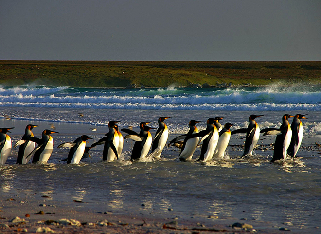 Κλιματική αλλαγή – Μαζικοί θάνατοι εκατοντάδων πιγκουίνων στη Νέα Ζηλανδία