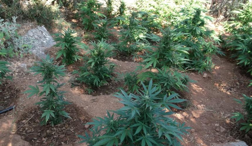 Κρήτη: Συλλήψεις στο Ρέθυμνο για φυτείες με εκατοντάδες χασισόδενδρα – Μεγάλη αστυνομική επιχείρηση