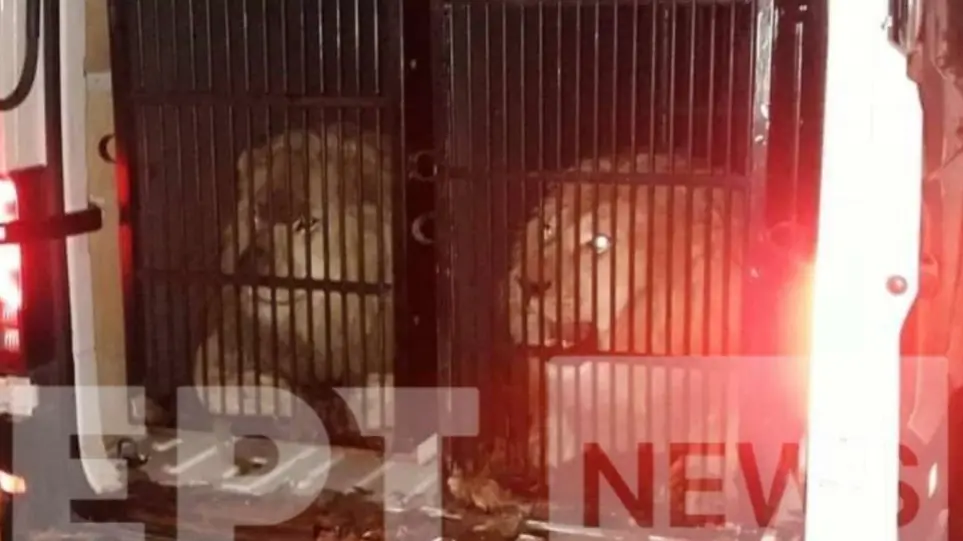 Μύκονος: Σάλος με λιοντάρια και τίγρη που ταξίδευαν στη Μύκονο σε κλουβιά – Παρέμβαση εισαγγελέα ζητούν φιλοζωικές