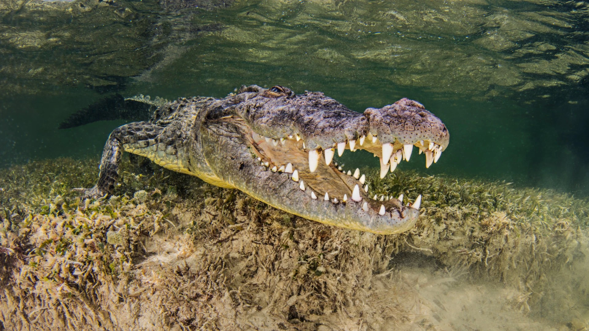 Μεξικό: Κροκόδειλος άρπαξε το πόδι μεθυσμένου άνδρα που του πετούσε πέτρες (βίντεο)