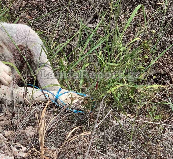 Φρίκη στη Στυλίδα: Έδεσαν, βασάνισαν και σκότωσαν σκύλο σε αγροτική περιοχή