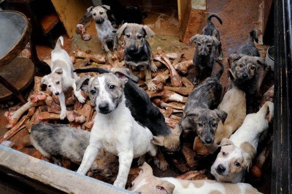 Θεσσαλονίκη: Συνελήφθη μία 60χρονη που μεγάλωνε 16 σκυλιά σε διαμέρισμα 70 τετραγωνικών 