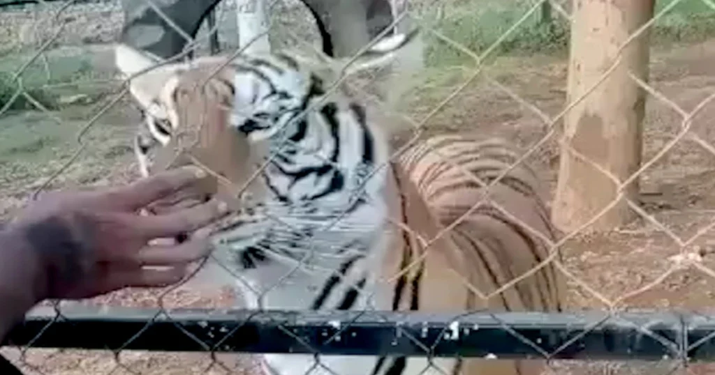 Μεξικό: Τίγρης σε ζωολογικό πάρκο δαγκώνει το χέρι φύλακα ο οποίος πεθαίνει αργότερα από ανακοπή (βίντεο)
