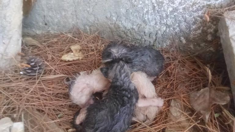 Κρήτη: «Καμπάνα» 250.000 ευρώ σε άνδρα που πέταξε γατάκια σε κάδο σκουπιδιών