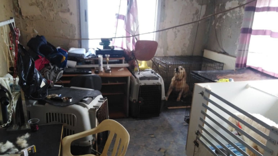 Θεσσαλονίκη: Στον εισαγγελέα η 60χρονη που κρατούσε 16 σκυλιά σε σπίτι κλεισμένα σε κλουβιά