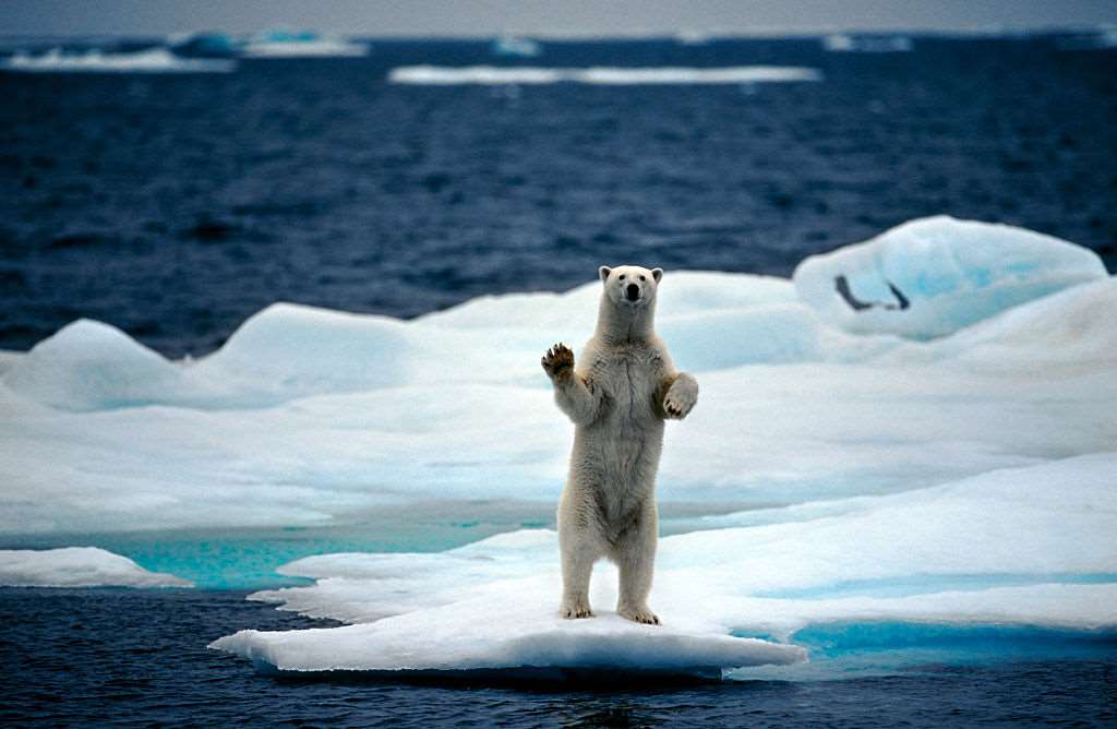 Γροιλανδία: Ανακαλύφθηκαν πολικές αρκούδες που ζούσαν κρυμμένες σε περιοχή χωρίς πάγο!