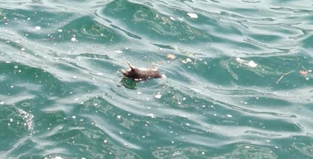 Επιστήμονες για νεκρά ποντίκια στο Θερμαϊκό: «Δεν εμπνέει ανησυχία το φαινόμενο» (βίντεο)