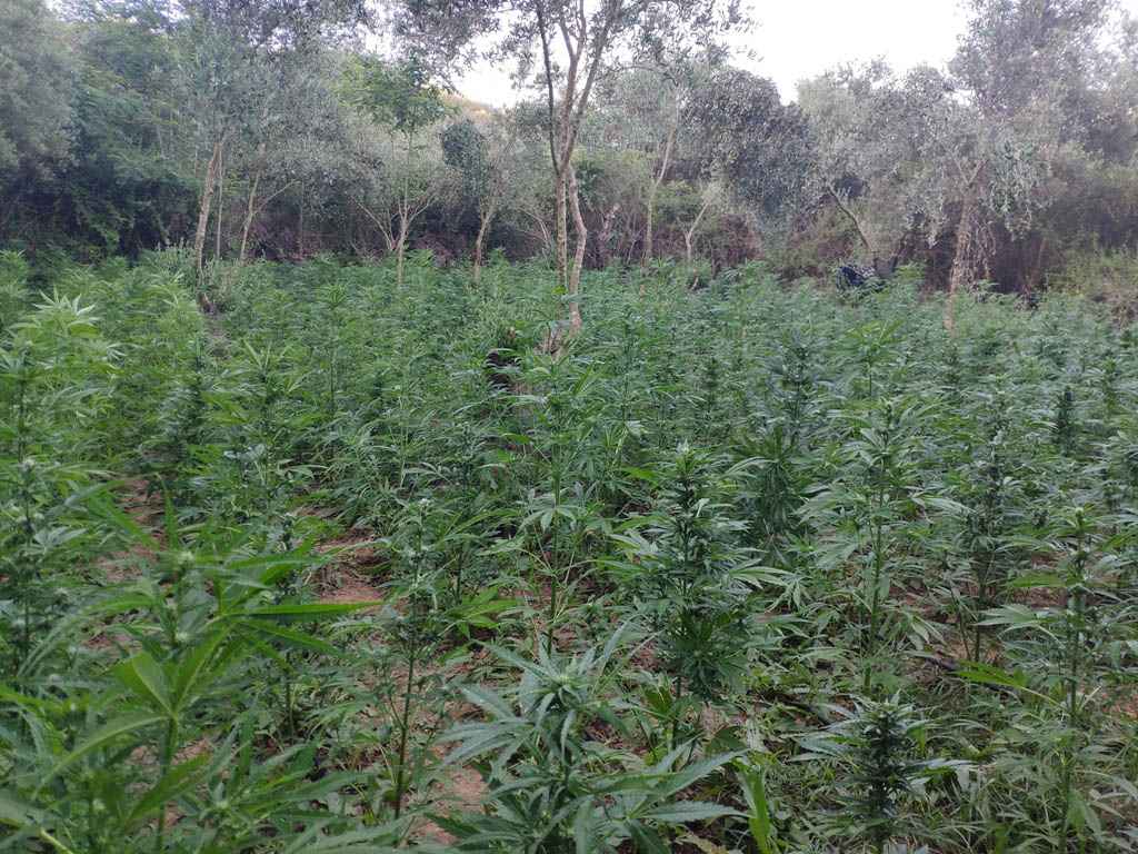 Ηράκλειο: Συνελήφθησαν καλλιεργητές δύο χασισοφυτειών