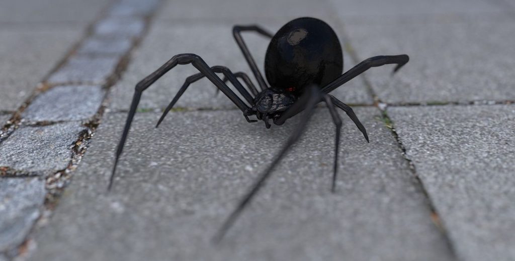 Αίγιο: 36χρονος κατέληξε στο νοσοκομείο – Πληροφορίες ότι τον τσίμπησε αράχνη «μαύρη χήρα»