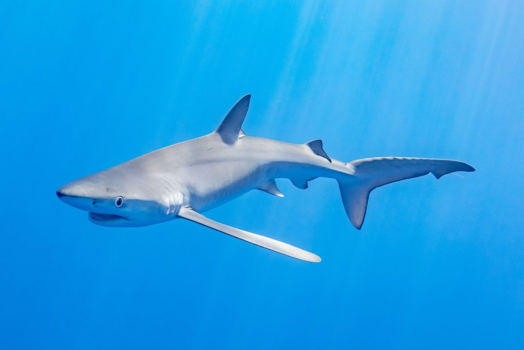 Γαλάζιος καρχαρίας εμφανίστηκε στα ρηχά σε παραλία των Επτανήσων (βίντεο)