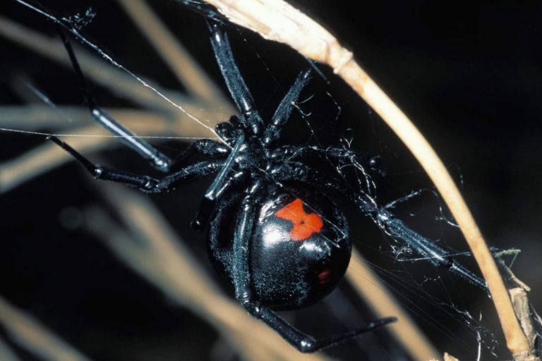 Αυτή είναι η αράχνη μαύρη χήρα που παραλίγο να σκοτώσει 36χρονο από το Αίγιο