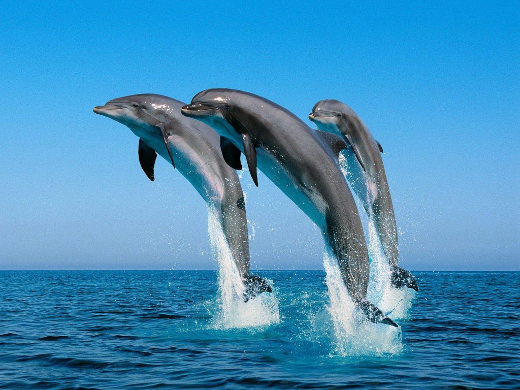 Απίστευτο θέαμα: Δελφίνια «χορεύουν» στον Θερμαϊκό κόλπο & «κλέβουν» τις εντυπώσεις (βίντεο)