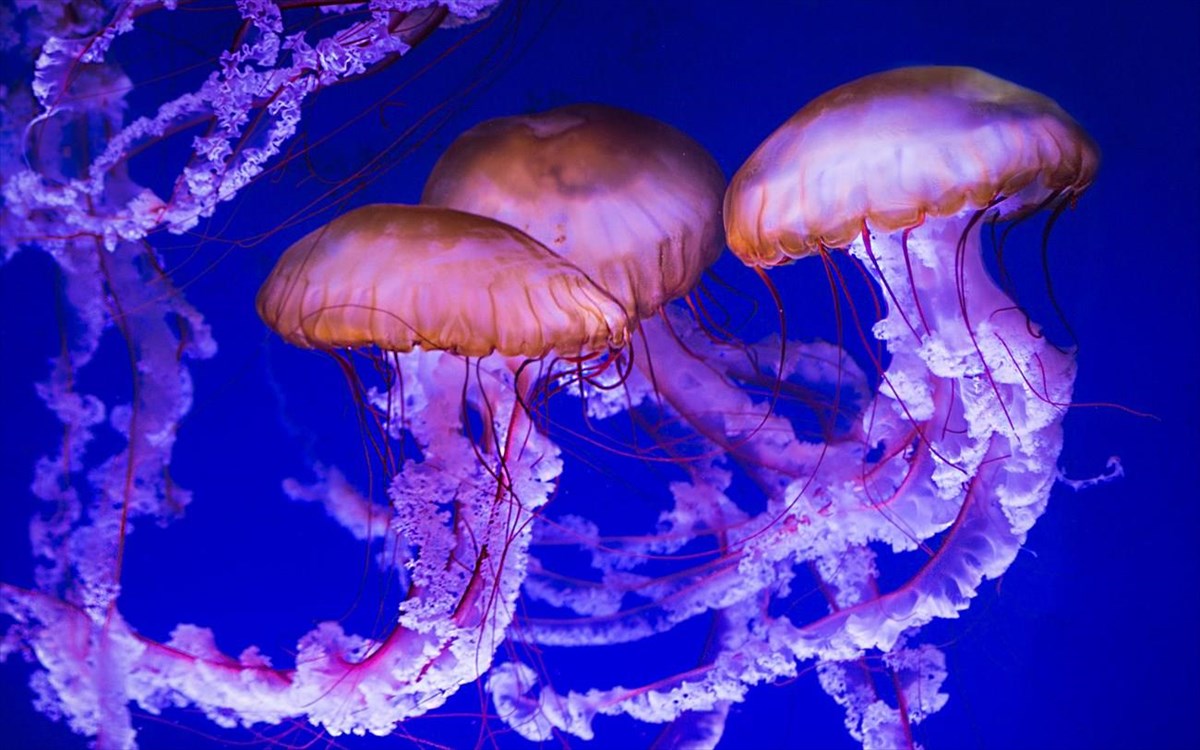 Μωβ Μέδουσες: Δείτε ποιοι κινδυνεύουν περισσότερο σε περίπτωση τσιμπήματος