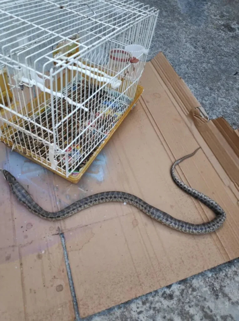 Λάρισα: Φίδι εισέβαλε σε σπίτι, έφαγε το καναρίνι και κόλλησε στο κλουβί (φωτό)