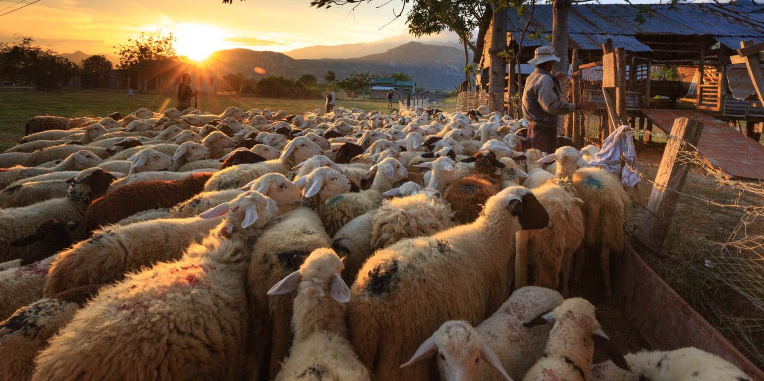Εν μέσω επισιτιστικής κρίσης η κυβέρνηση αφήνει την κτηνοτροφία στην Ελλάδα να πεθαίνει