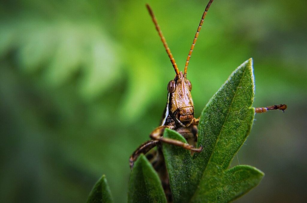 Ερευνητές από το Πανεπιστήμιο του Μίσιγκαν έφτιαξαν cyborg ακρίδες που «μυρίζουν» τον καρκίνο!