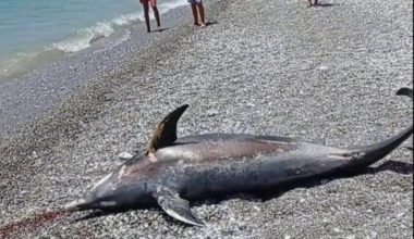 Αναστάτωση σε παραλία της Καλαμάτας – Ξεβράστηκε δελφίνι στην ακτή (βίντεο)