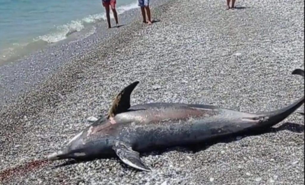 Αναστάτωση σε παραλία της Καλαμάτας – Ξεβράστηκε δελφίνι στην ακτή (βίντεο)