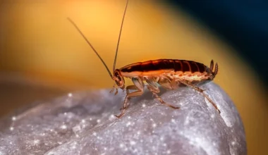 NASA:«Φέρτε πίσω τις κατσαρίδες που έφαγαν φεγγαρόσκονη»
