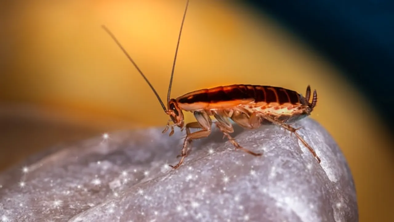 NASA:«Φέρτε πίσω τις κατσαρίδες που έφαγαν φεγγαρόσκονη»