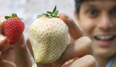 Σπάνιες άσπρες φράουλες αξίζουν το βάρος τους… σε χρυσάφι!