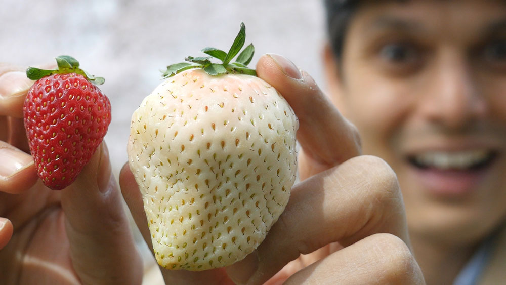 Σπάνιες άσπρες φράουλες αξίζουν το βάρος τους… σε χρυσάφι!