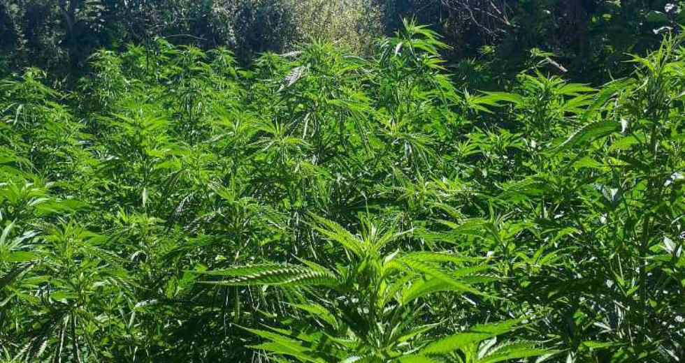 Κρήτη: Δύο άτομα συνελήφθησαν για ναρκωτικά και όπλα– Καλλιέργια κάνναβης μαζί με καλάσνικοφ και πιστόλια (βίντεο)