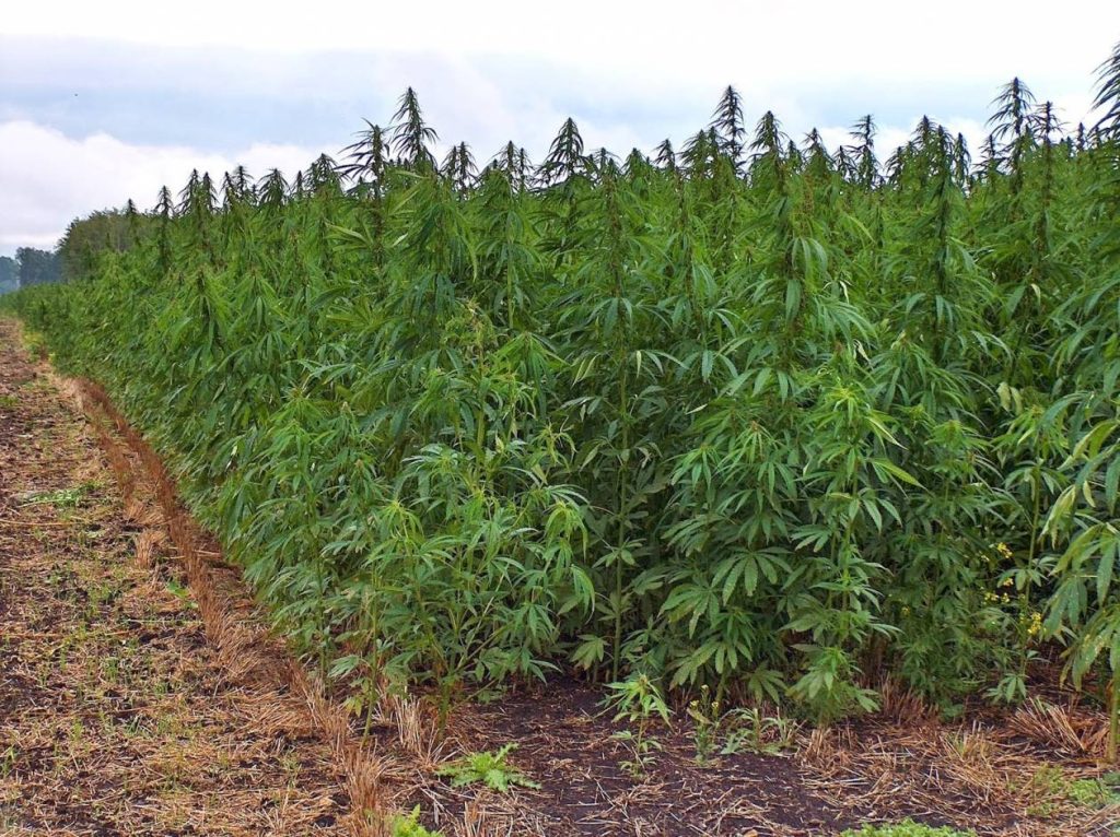 Ξάνθη: Δύο κτηνοτρόφοι καλλιεργούσαν χασισοφυτεία μέσα σε ποιμινοστάσιο