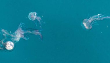 Γαλάζιες μέδουσες κολυμπούν στα ρηχά των νερών του Θερμαϊκού (βίντεο)
