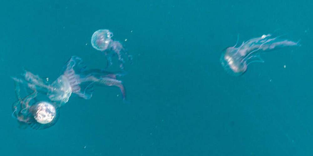 Γαλάζιες μέδουσες κολυμπούν στα ρηχά των νερών του Θερμαϊκού (βίντεο)