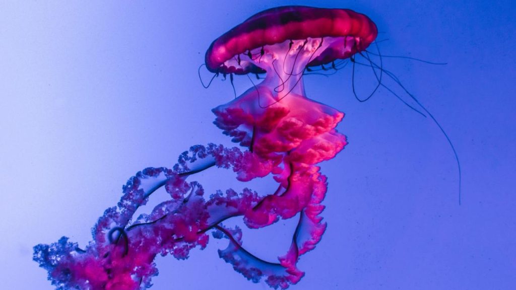 Δείτε πού έχουν εντοπιστεί στην Ελλάδα μωβ μέδουσες – Αναλυτικός χάρτης