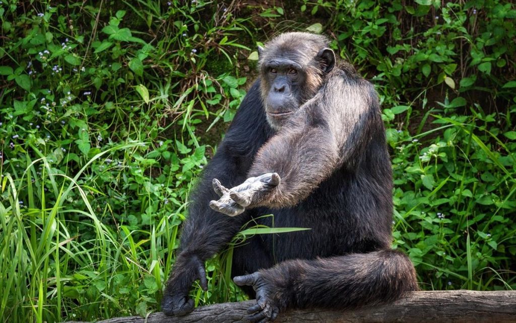 Αττικό Ζωολογικό Πάρκο: Θανάτωσαν χιμπατζή που το «έσκασε» από το κλουβί του