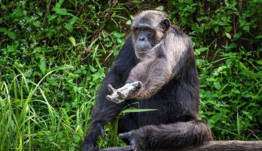 Αττικό Ζωολογικό Πάρκο: Θανάτωσαν χιμπατζή που το «έσκασε» από το κλουβί του