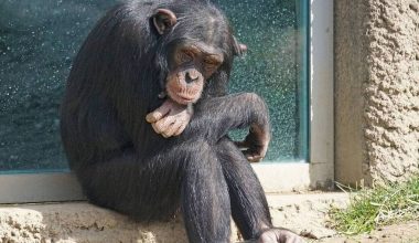 Βίντεο: Η στιγμή που ο χιμπατζής το «έσκασε» από το Αττικό Ζωολογικό Πάρκο