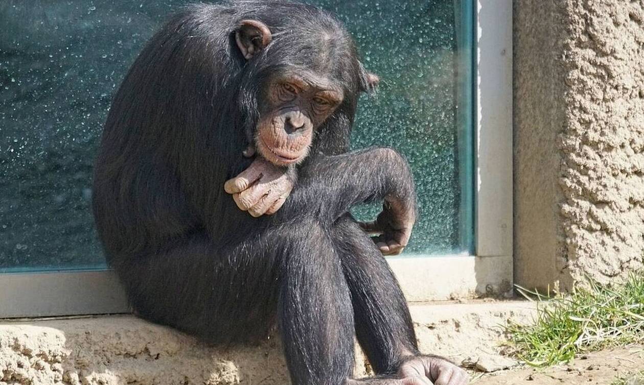 Βίντεο: Η στιγμή που ο χιμπατζής το «έσκασε» από το Αττικό Ζωολογικό Πάρκο
