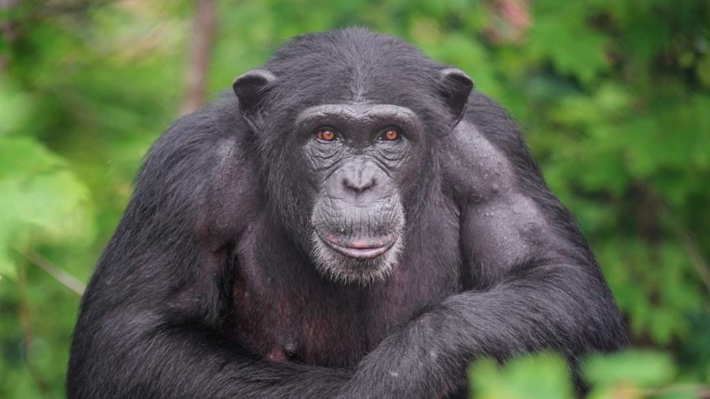 Αττικό Πάρκο: Προανάκριση για τη θανάτωση του χιμπατζή – Τι ανέφεραν στις καταθέσεις τους οι υπεύθυνοι του πάρκου