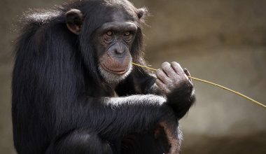 Ιδρυτής Αττικού Ζωολογικού Πάρκου για θανάτωση χιμπατζή: «Δεν υπήρχε άλλη λύση, παρά να το εξουδετερώσουμε»