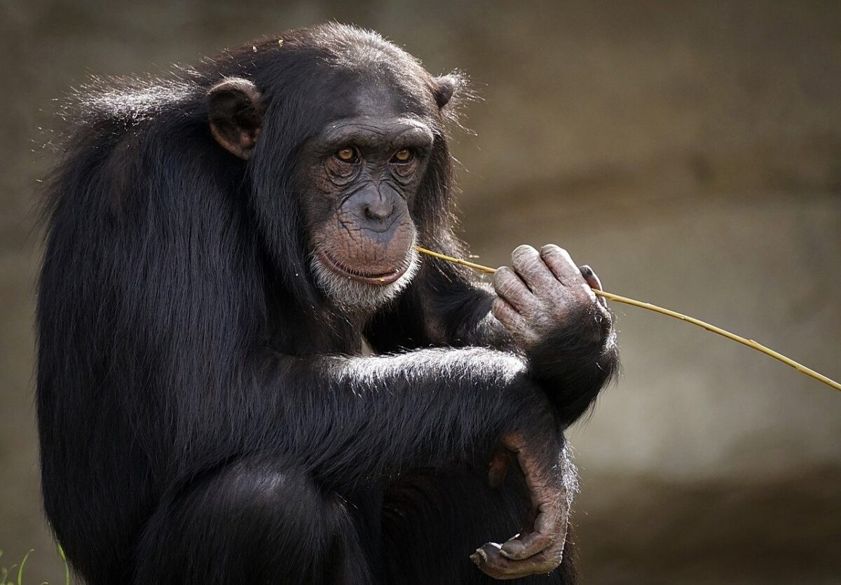 Ιδρυτής Αττικού Ζωολογικού Πάρκου για θανάτωση χιμπατζή: «Δεν υπήρχε άλλη λύση, παρά να το εξουδετερώσουμε»