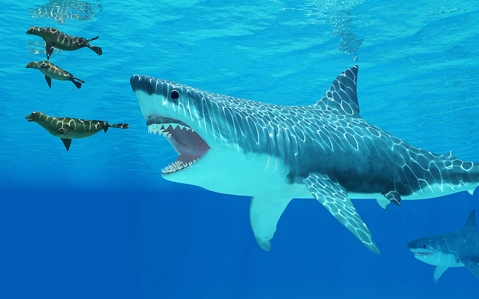 Μεγαλόδοντες: Ο φόβος και ο τρόμος των ωκεανών – Έκαναν επιθέσεις μεταξύ τους και ο ηττημένος γινόταν το γεύμα του νικητή