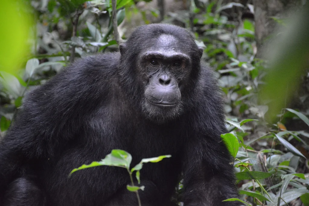 Κυβερνητική παρέμβαση και επιστολή Γ.Αμυρά για τις συνθήκες θανάτου του χιμπατζή στο Αττικό Πάρκο