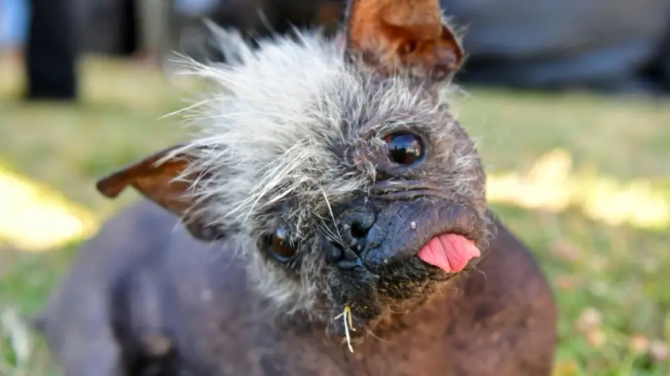 ΗΠΑ: Αυτός είναι ο σκύλος που κέρδισε το βραβείο του πιο… άσχημου για το 2022 (φώτο)