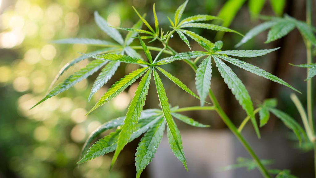 ΟΗΕ: Aυξήθηκε η χρήση κάνναβης λόγω της νομιμοποίησης και των lockdown