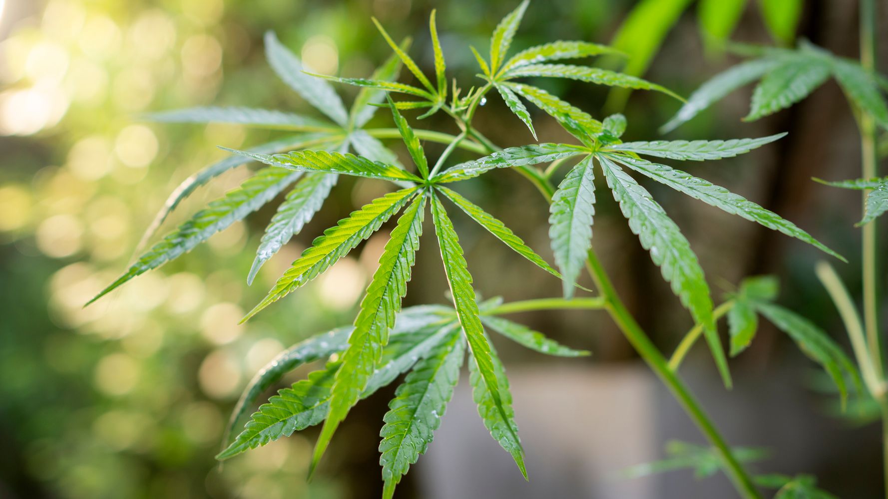 ΟΗΕ: Aυξήθηκε η χρήση κάνναβης λόγω της νομιμοποίησης και των lockdown