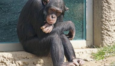 Σάλος με τη θανάτωση του «Μπαζού»: «Το να ζει ένας χιμπατζής σε πάρκο είναι σαν να ζει ένας άνθρωπος σε ασανσέρ»
