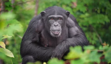 Ο ιδρυτής του Αττικού Ζωολογικού Πάρκου απαντά γιατί δεν χρησιμοποίησαν αναισθητικό στον χιμπατζή