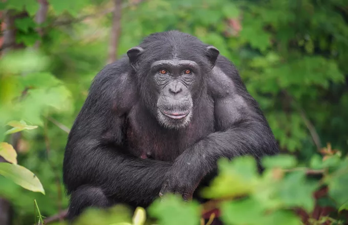 Ο ιδρυτής του Αττικού Ζωολογικού Πάρκου απαντά γιατί δεν χρησιμοποίησαν αναισθητικό στον χιμπατζή