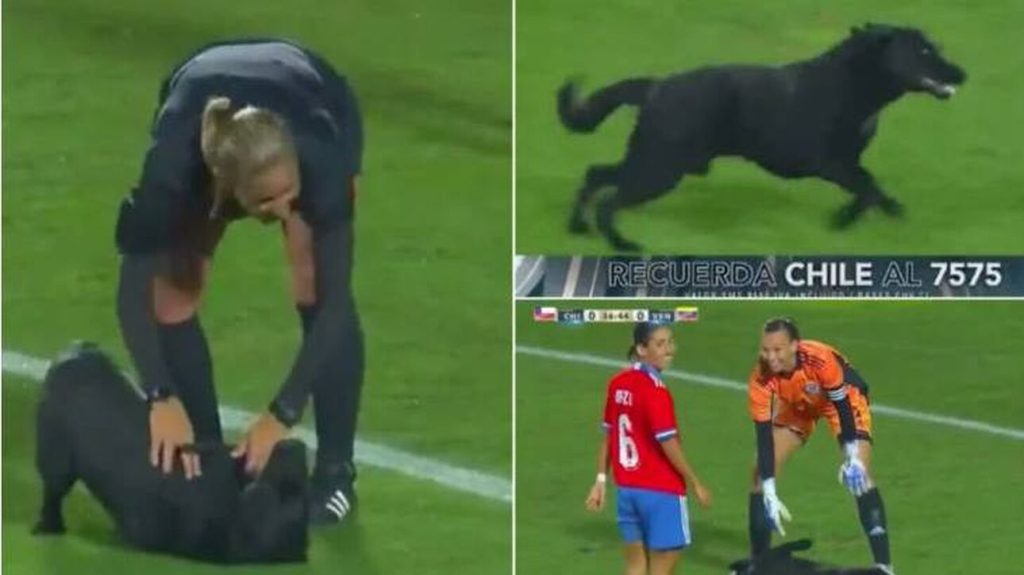 Σκύλος μπήκε σε αγώνα ποδοσφαίρου & ζητούσε χάδια στην κοιλιά του (βίντεο)